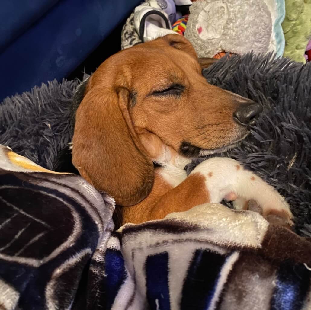 beagle-adopted-by-harry-and-megan-1030x1027-1