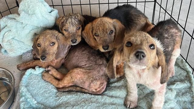 Four abandoned sick Beagle puppies rescued from dumpster being helped by compassionate hearts