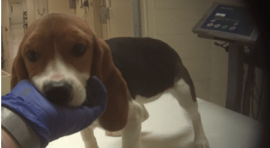 beagles-hsus-1-1