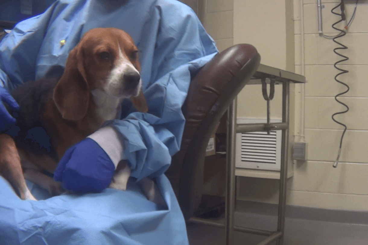 Humane Society calling for 80 beagles in Indiana testing lab not to be euthanized and released