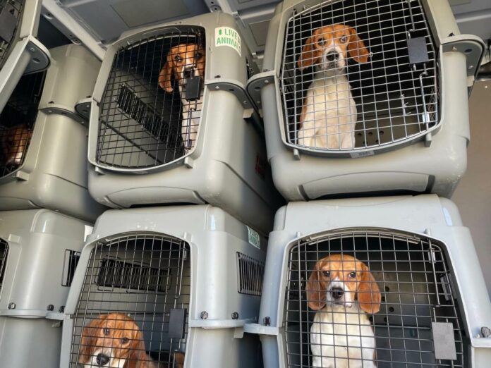 Beagle breeder Envigo pleads guilty to record number of penalties for animal cruelty and $35 million fine