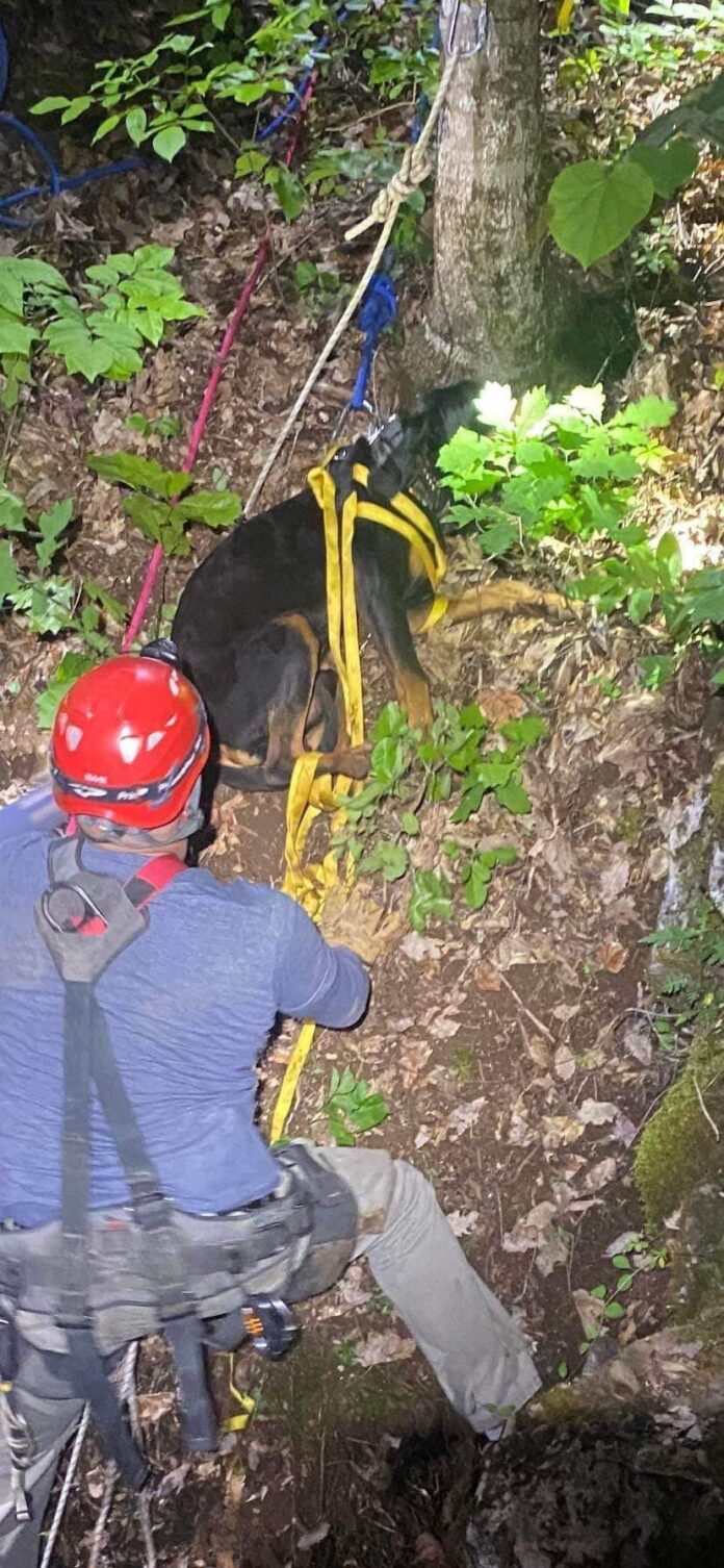Tennessee dog rescued after falling over 50 feet into cave while chasing a raccoon