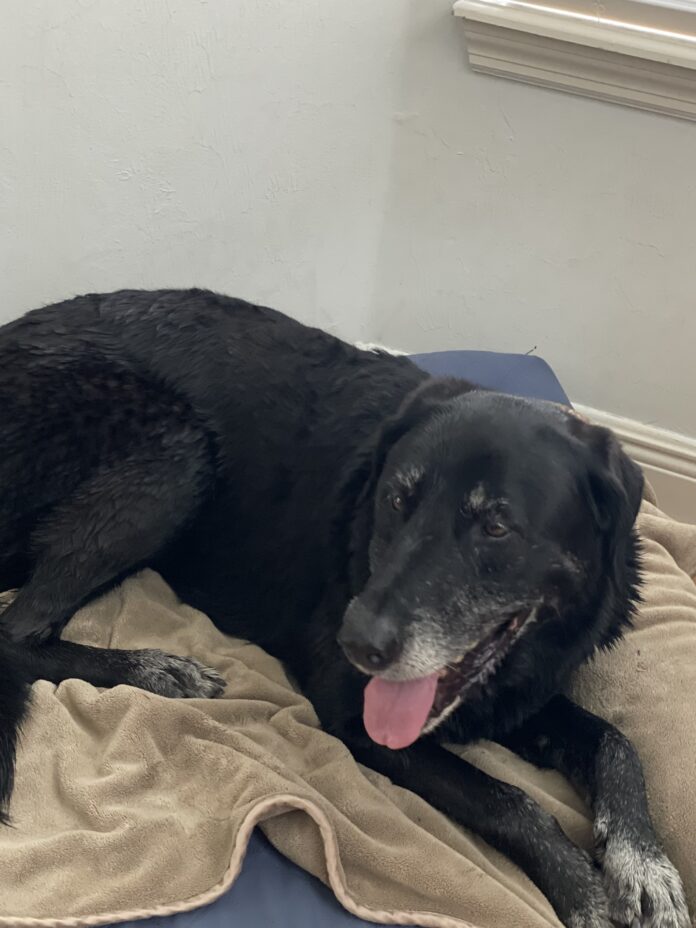 Sweet senior dog adopted after 10 years in shelter now ‘living her best life’