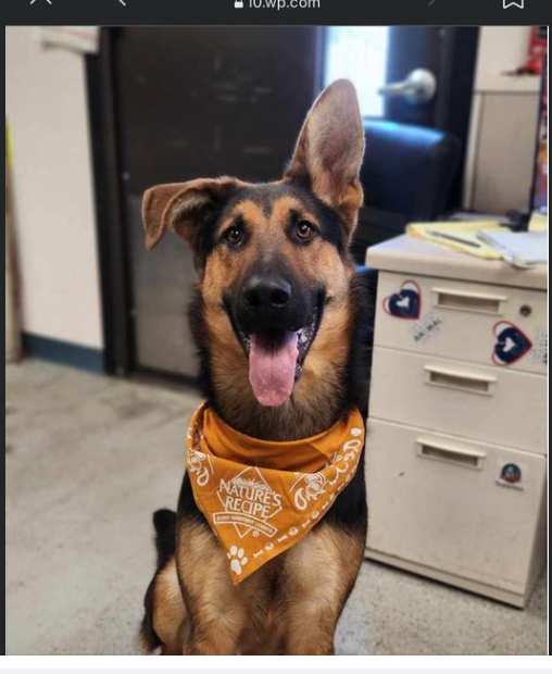 ‘Perfect’ German shepherd longest resident at shelter and in danger of being put to sleep