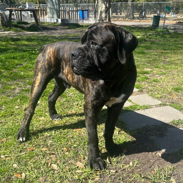 ‘Boxed-in’ but free at last: Dog freed from box over his head captured