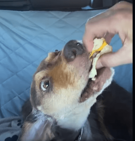 bear-cheese2