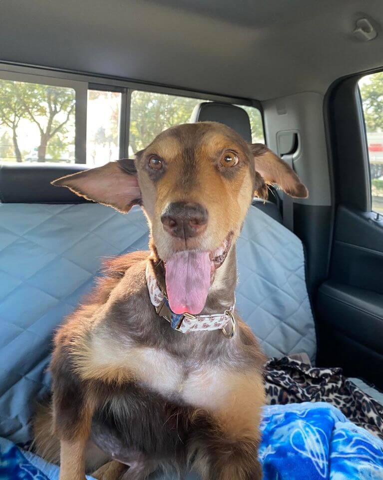 A celebration of life for dog ‘Bear’ who suffered abuse and neglect for eight years