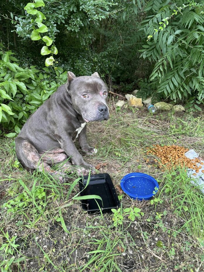 Heartbreaking: Sweetest dog abandoned in Texas park with his toy and blanket