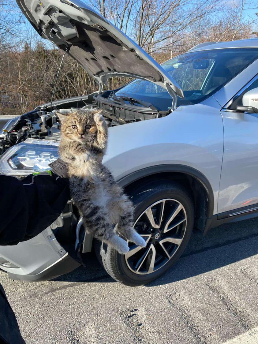 Family traveling through Pennsylvania discovered cat trapped in vehicle’s engine
