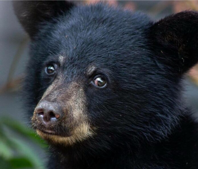Bear cub at sanctuary