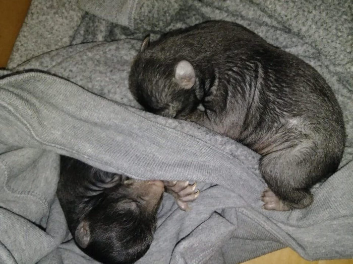 bear cubs in box