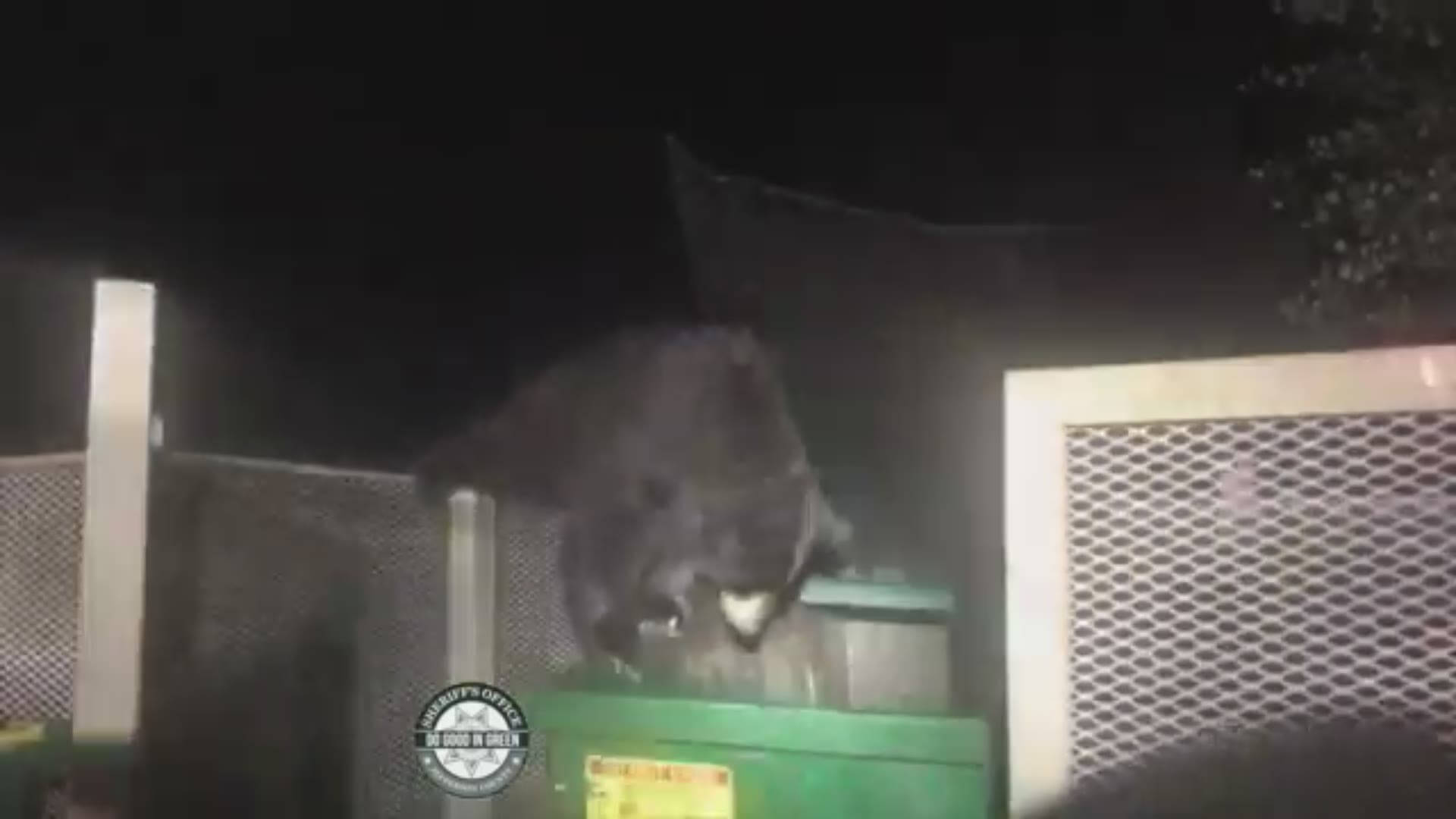 Three little bear cubs trapped in dumpster rescued by awesome deputies