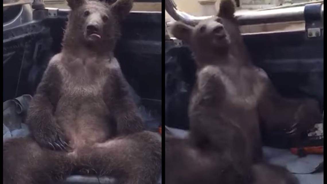 Bear drugged