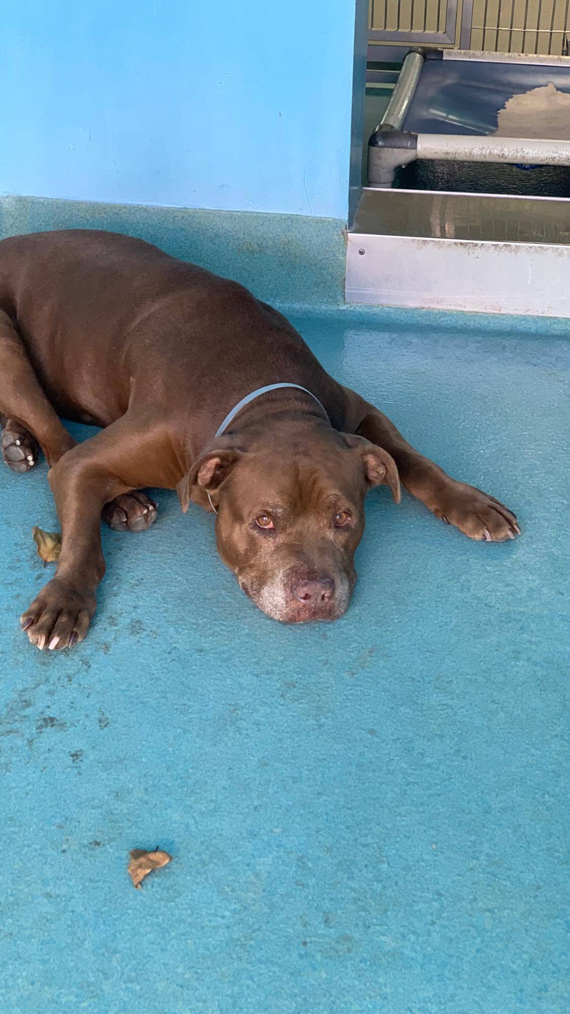 Heartbroken ‘Bear’ waits for his owner to come back after having been surrendered