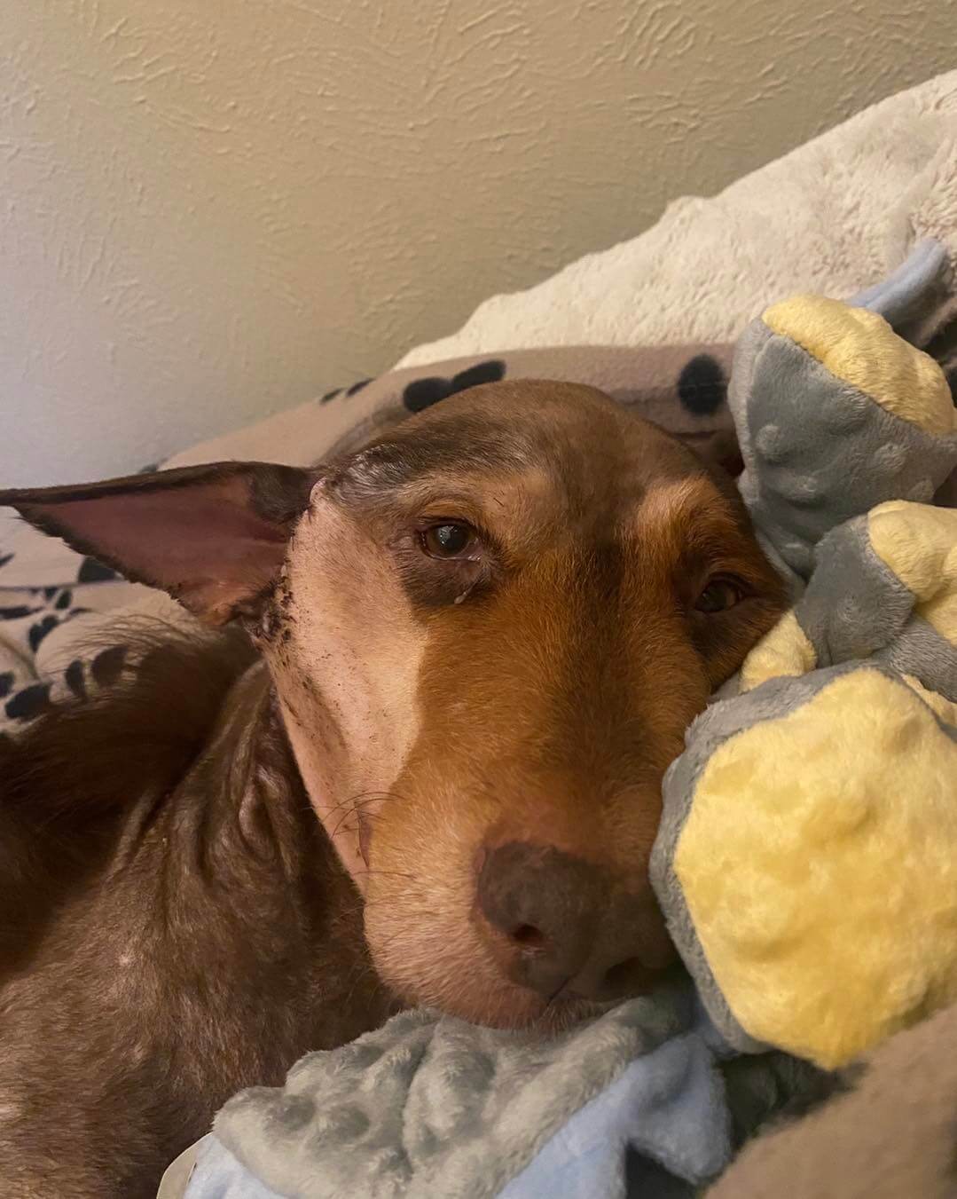 Bear’s best update: Dog who faced abuse for eight years can close his eyes on his soft bed and dream