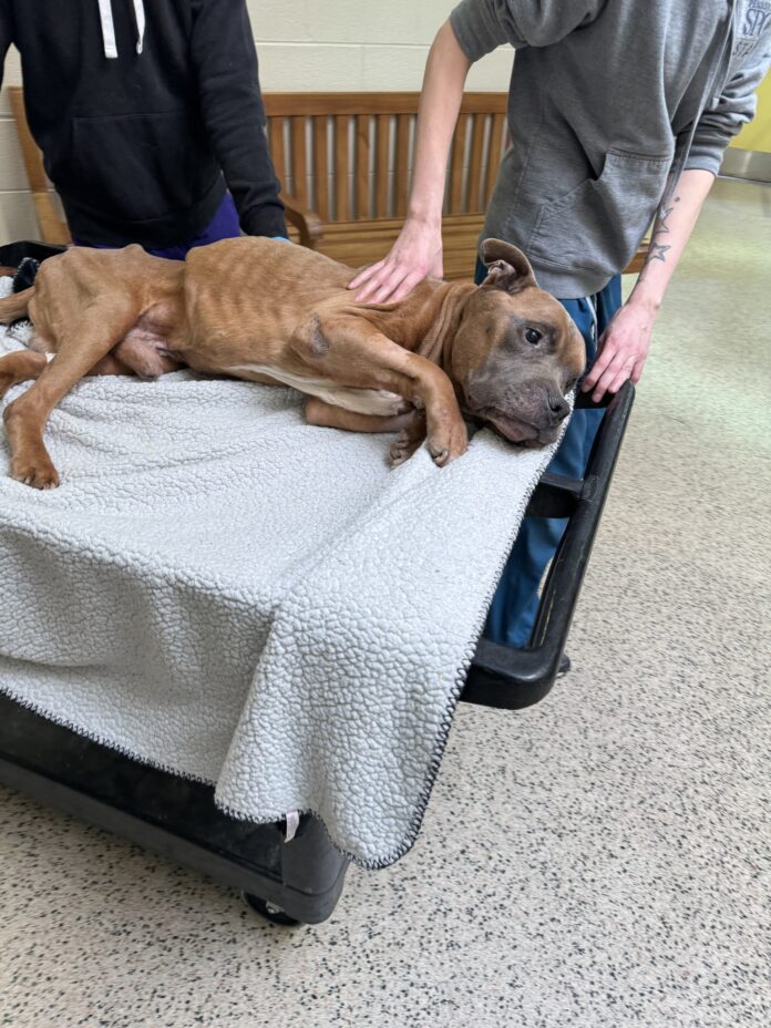 Boxer found on North Philly street and left to die until help arrived