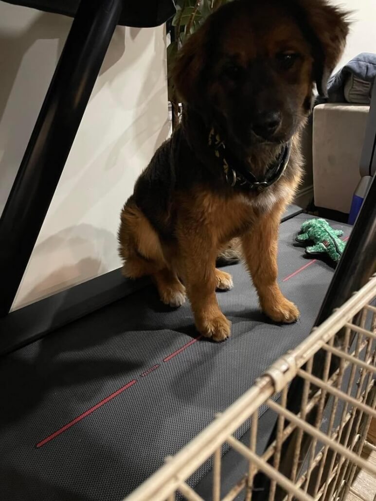 bear-the-dog-rescued-4-773x1030-1