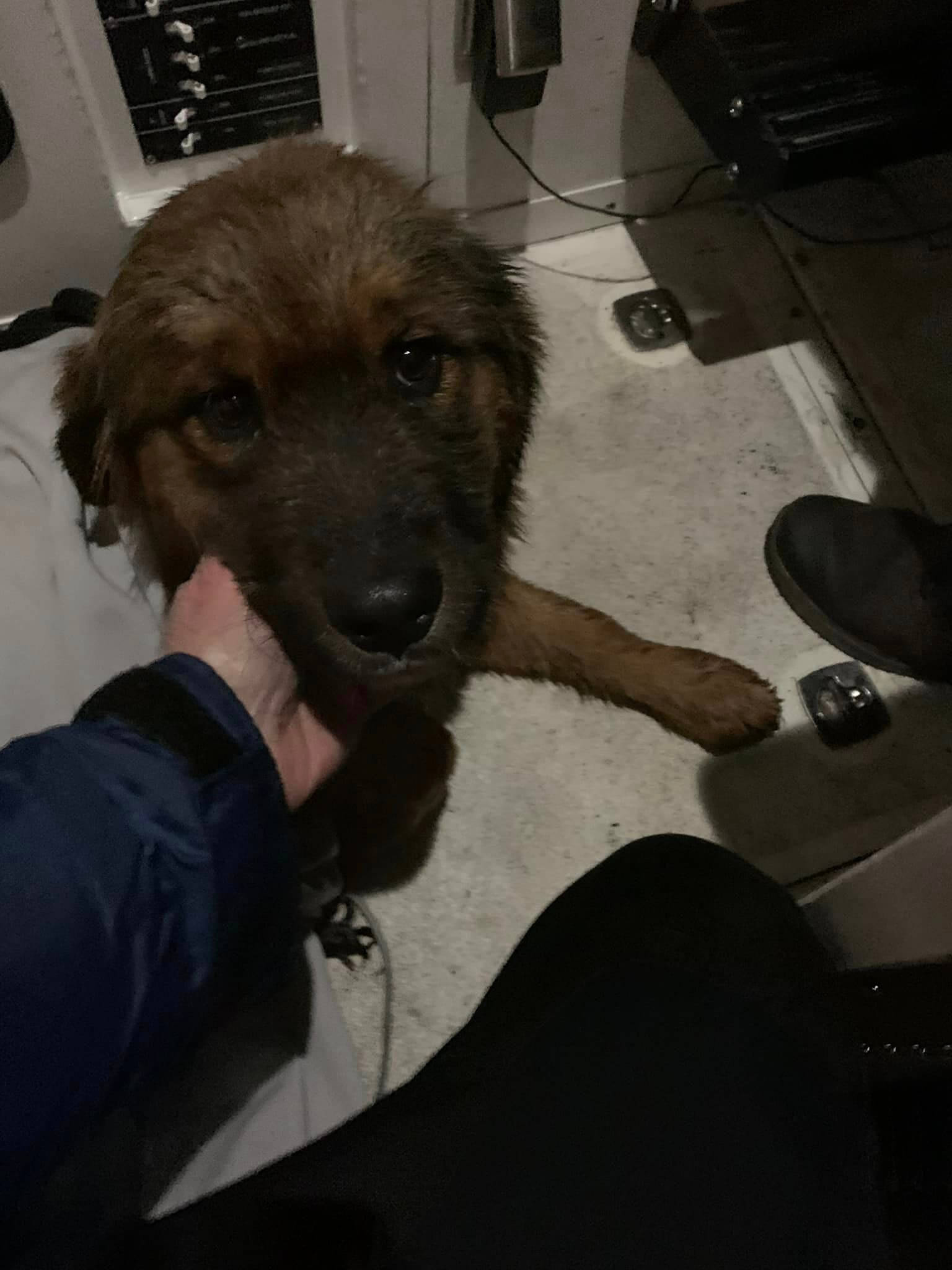 Bear the dog rescued1