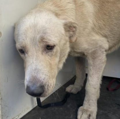 Safe exit needed for this Great Pyrenees now listed to die at California shelter