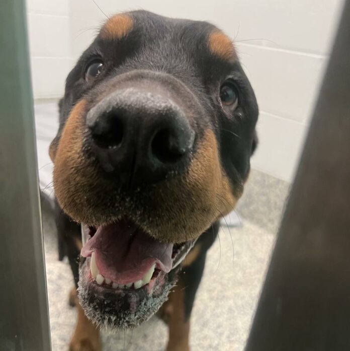 Bear the rottie 1