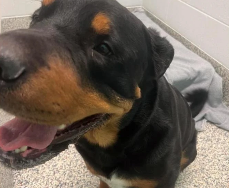 bear-the-rottie