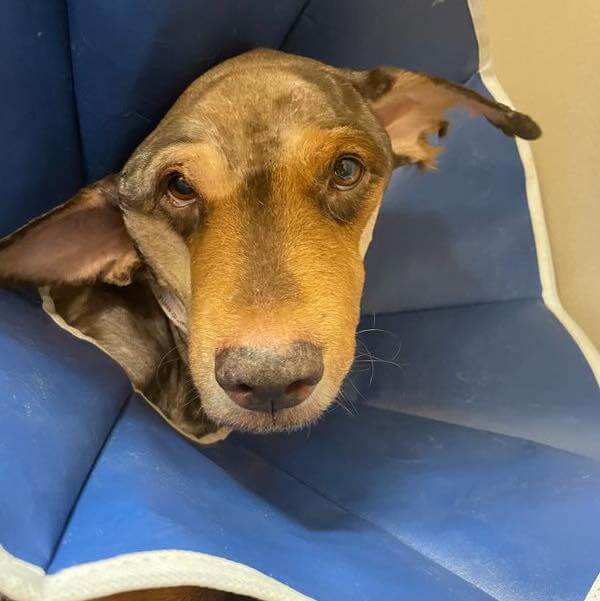 Heartbreaking diagnosis for dog rescued with huge mass on his face will keep pushing forward and live every day to the fullest