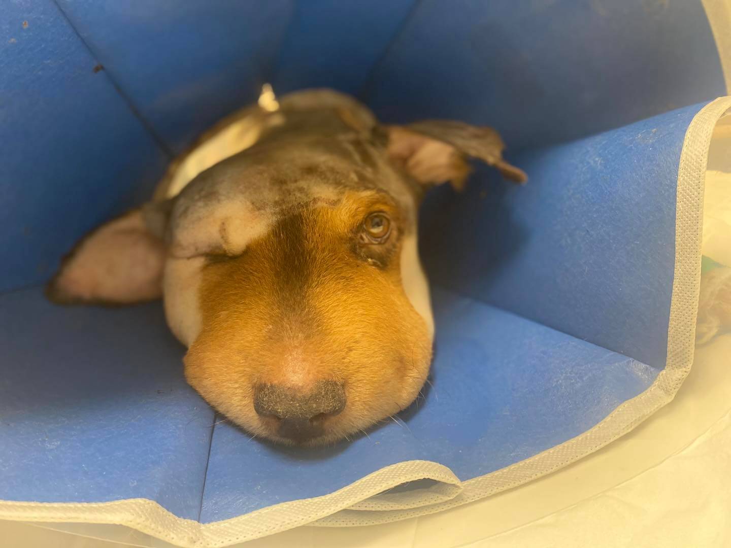 UPDATE: Bear’s story and the rescuers who are helping him bid farewell to neglect and abuse