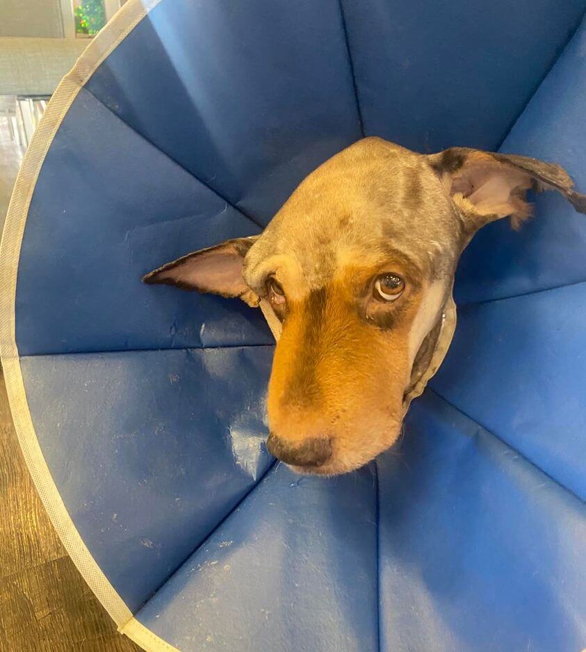 UPDATE: Bear’s story and the rescuers who are helping him as his road to recovery remains uphill battle