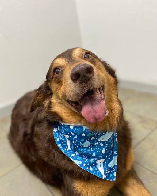 bear-wears-his-smile