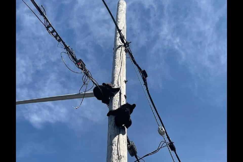 Orphaned bear cubs rescued from utility pole