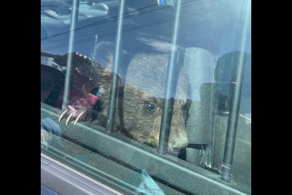 bear-with-us2