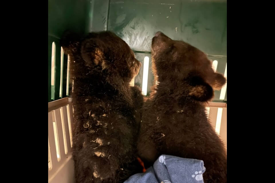 bear-with-us3