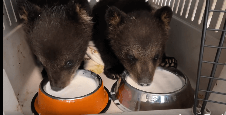 bear-with-us4