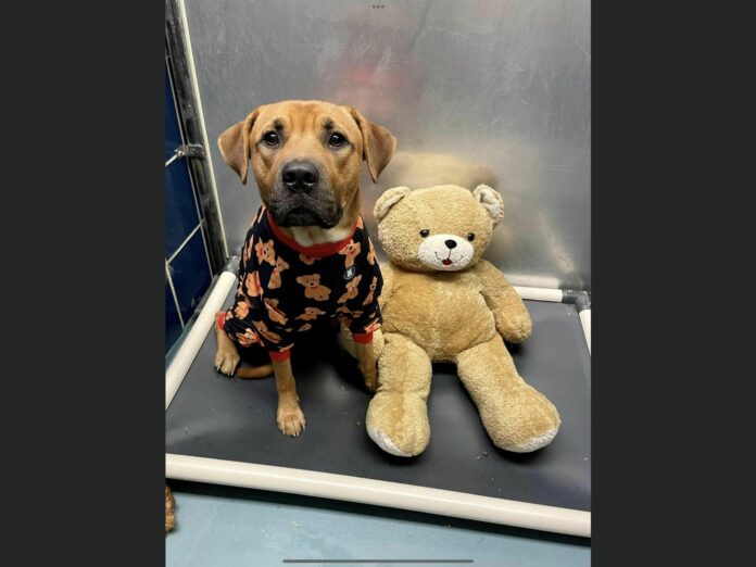 Bear’s last chance to live: Foster help fell through and he’s back on list to die