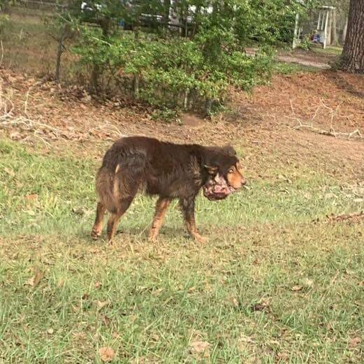 Bear’s story: Street feeders in rural Texas area helped to rescue dog with huge mass on his face