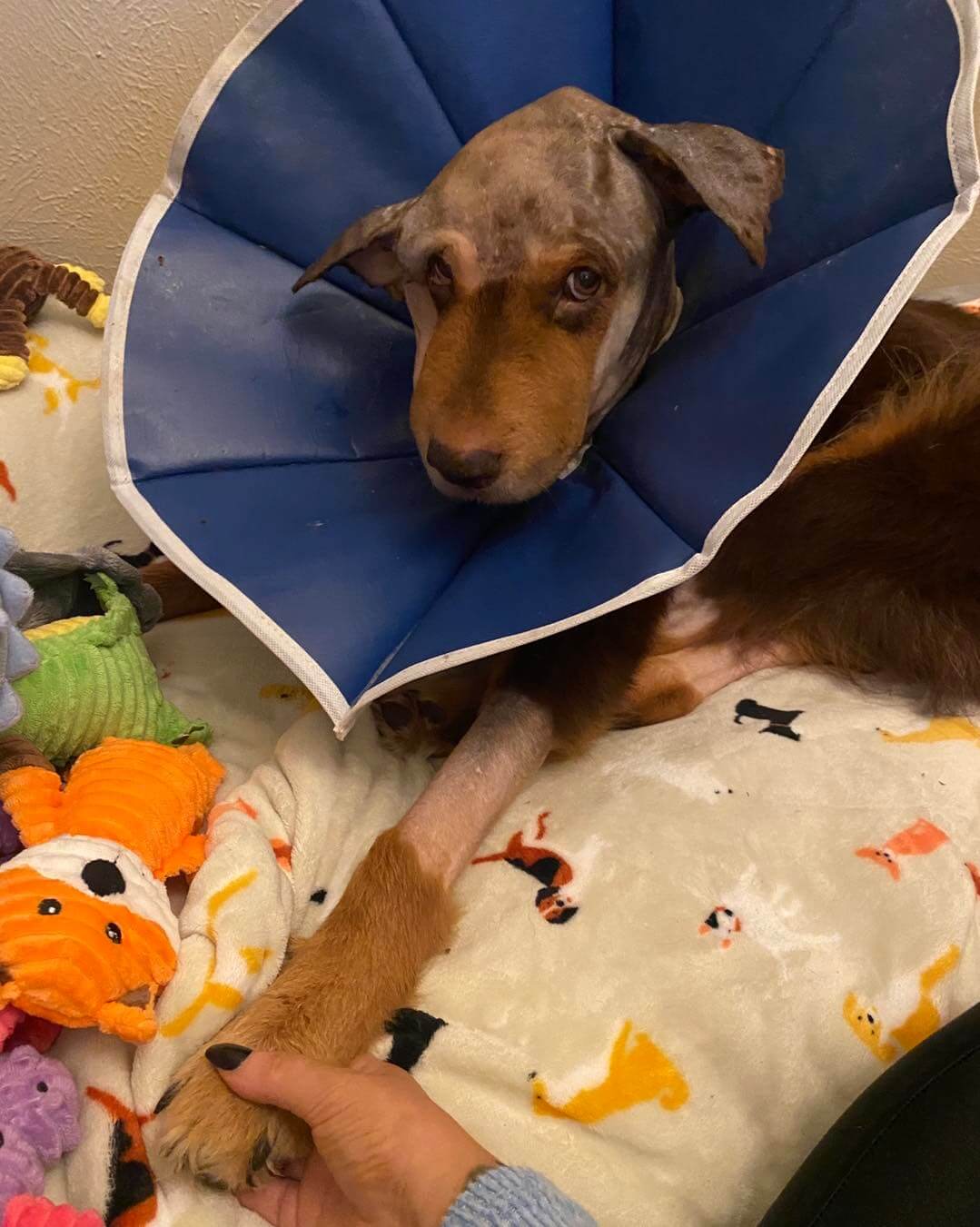 Bear’s fight continues with a sparkle in his eyes: ‘Life is tough but you are tougher’