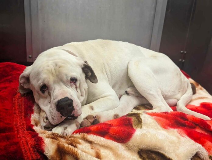 One last chance for Beast: Declining condition puts 5 year old sweet dog at top of euth’ list