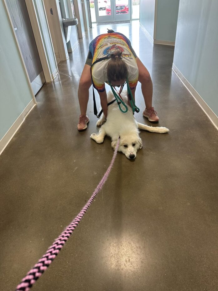 Heartbreaking: Pup refuses to walk back to his kennel at shelter