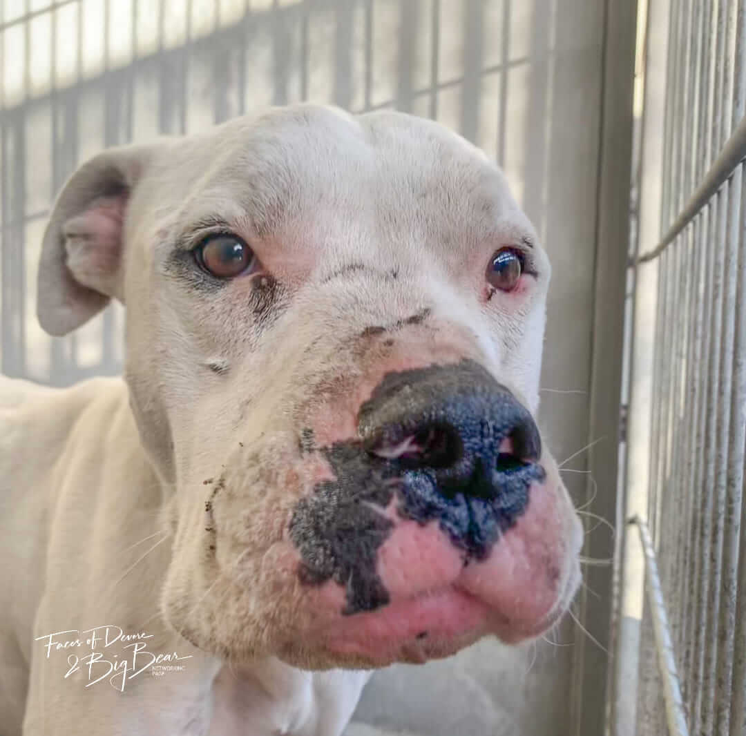 Neglected pup wears the heartbreaking scars of a mistreated soul
