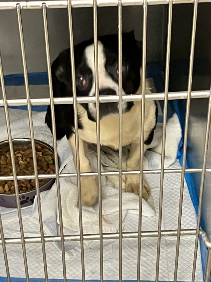 90+ dogs discovered in Pennsylvania hoarder home stacked in cages and in need of immediate care