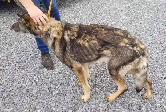 Shepherd’s owner tied her up inside of debris strewn home and left her to die