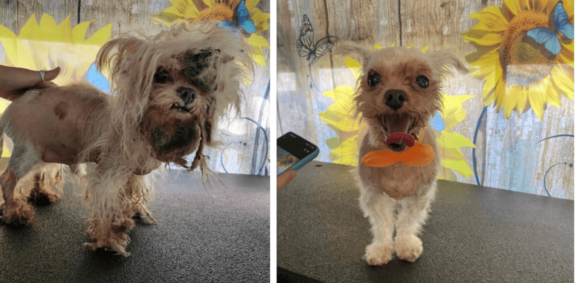 ‘Scared and feisty’ senior dog gets a makeover after his owners died