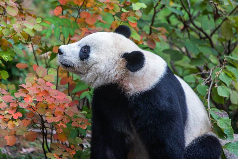 beibei-3