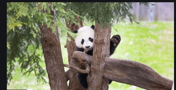 Giant panda Bei Bei leaving the United States and moving to China