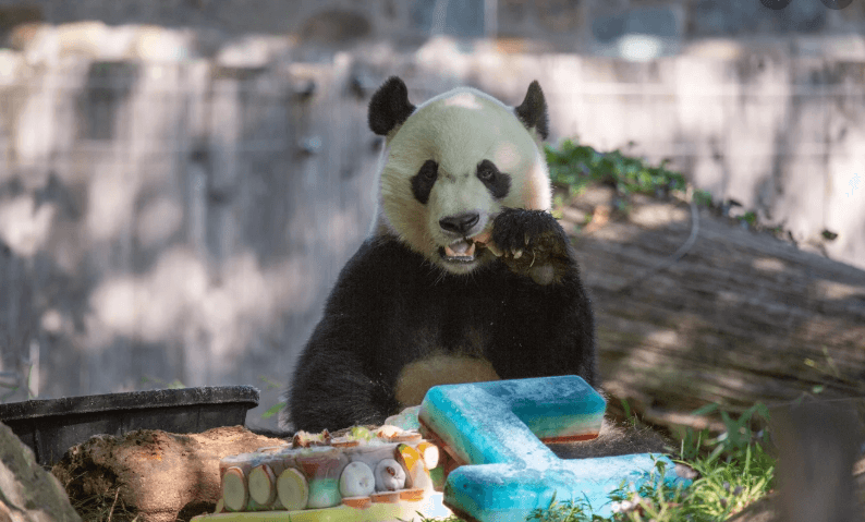 beibei2