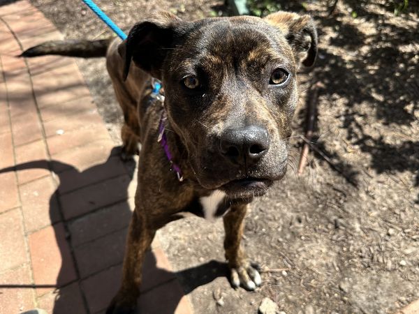 One-of-a-kind puppy seeks family: Bella the five-legged wonder at Wisconsin Humane Society