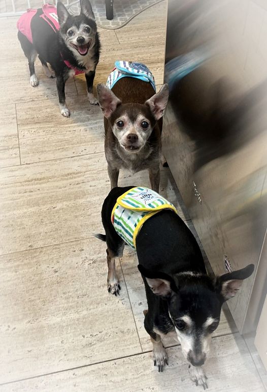 Rescue rushes to save 15 year old dog and her 13 year old sons from being euth’ed