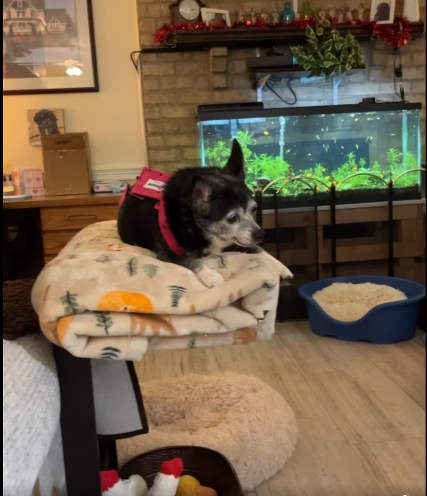 bella-and-hudson