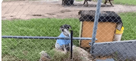 Village of rescuers came together to save pregnant dog living on chain and in the dirt about to give birth