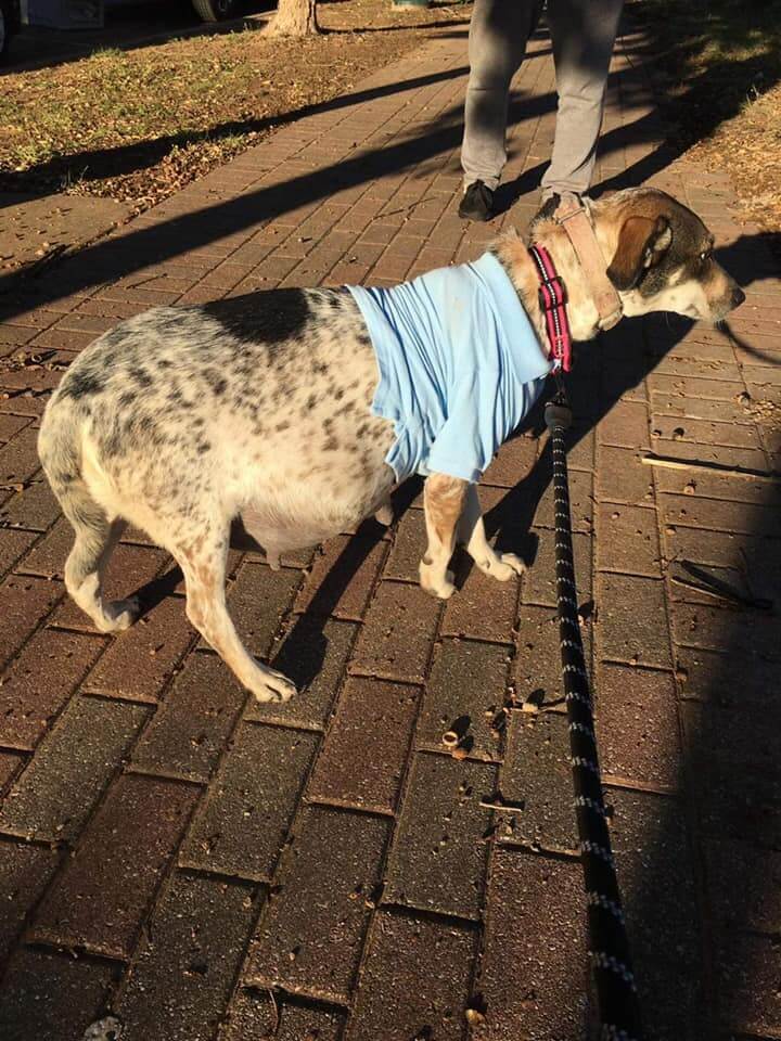 bella-rdr